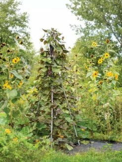 DIY Connector For Teepee Trellis -garden Sales Store 8611896 062 tif