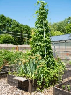 DIY Connector For Teepee Trellis -garden Sales Store 8611896 6505 tif