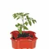 Deluxe Tomato Halos, Set Of 2 1 Deluxe Tomato Halos, Set Of 2 -garden Sales Store 8612045 2009 tif
