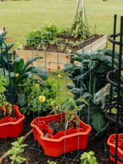 Deluxe Tomato Halos, Set Of 2 -garden Sales Store 8612045 226 tif