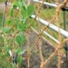 Coco Trellis Netting, 4' X 15' -garden Sales Store 8612050 1124 tif