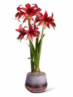 Cybister Potted Amaryllis -garden Sales Store 8612501 bogota silo 2022
