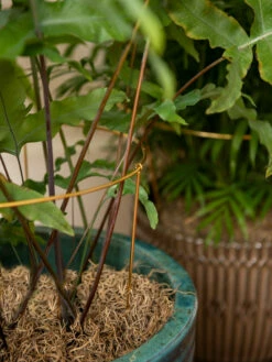 Brass Plated Grow Throughs, Set Of 2 -garden Sales Store 8612661 0043