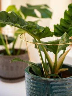 Brass Plated Grow Throughs, Set Of 2 -garden Sales Store 8612662 0047 brass plated grow throughs set of 2