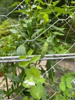Chicken Wire Pea Trellis -garden Sales Store 8612718 7307