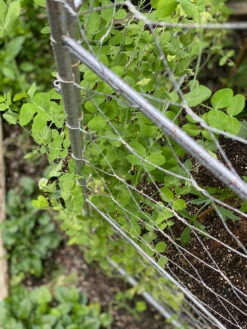 Chicken Wire Pea Trellis -garden Sales Store 8612718 7312