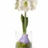 Easy Care Spring Waxed Amaryllis In Vase -garden Sales Store 8612756 14937 easy care spring waxed amaryllis in vase