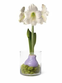 Easy Care Spring Waxed Amaryllis In Vase