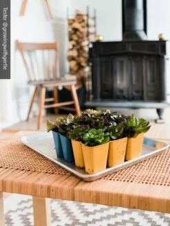 Gardener's Best® XL 6-Cell Planting Tray, Set Of 4 -garden Sales Store 8613031 01IN cdt