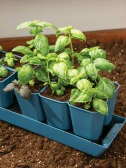 Gardener's Best® XL 6-Cell Planting Tray, Set Of 4 -garden Sales Store 8613031 6302