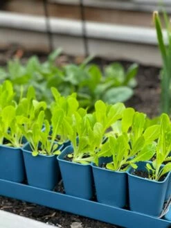 Gardener's Best® XL Seed Starting Kit 15 Gardener's Best® XL Seed Starting Kit -garden Sales Store 8613066 01TEST