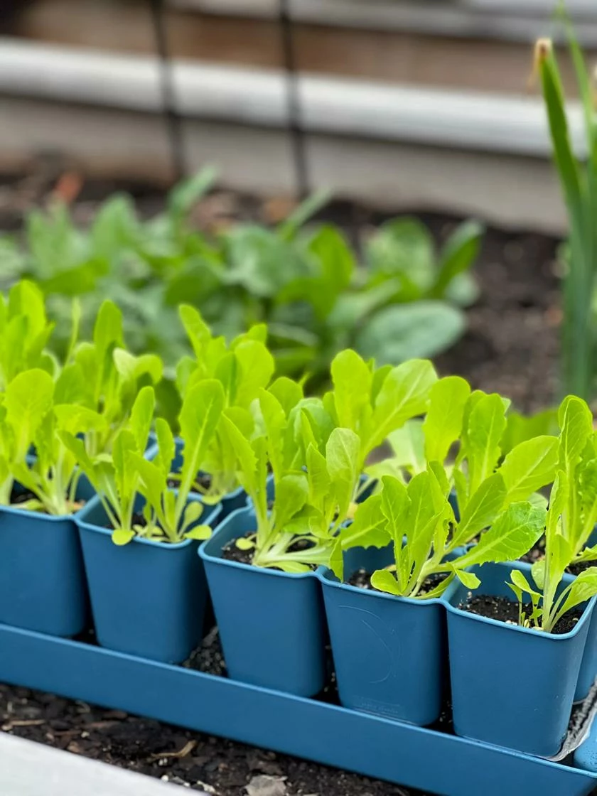 Gardener's Best® XL Seed Starting Kit 5 Gardener's Best® XL Seed Starting Kit - Image 3