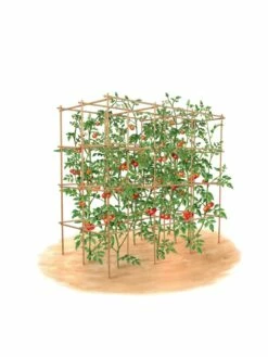 Tomato Six Pack Support -garden Sales Store 8613143 art flat