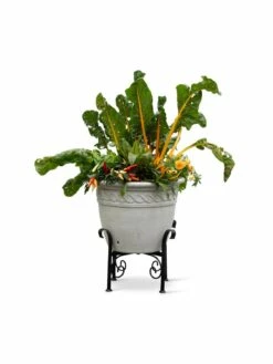 Covington Adjustable Plant Stands -garden Sales Store 8613347 0119