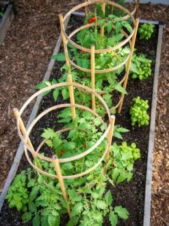 Bamboo Tomato Cages, Set Of 3 -garden Sales Store 8613426 6916
