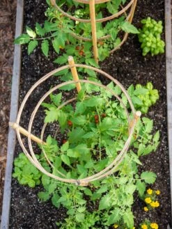 Bamboo Tomato Cages, Set Of 3 -garden Sales Store 8613426 6921
