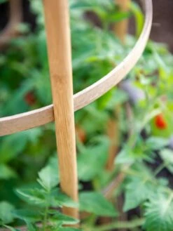 Bamboo Tomato Cages, Set Of 3 -garden Sales Store 8613426 6924