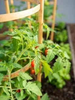 Bamboo Tomato Cages, Set Of 3 -garden Sales Store 8613426 6934