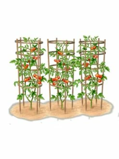 Bamboo Tomato Cages, Set Of 3 -garden Sales Store 8613426 art