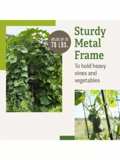 Titan Squash Tunnel -garden Sales Store B07932DMCR plantsupport benefits 2