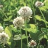 White Clover Seed, 1/2 Lb. -garden Sales Store GS35957 01K