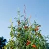 Rainbow Spiral Supports, Set Of 5 -garden Sales Store GS36377 01 tif