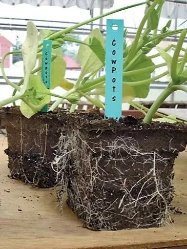 2-3/4" Square Cowpots 6-Packs, Set Of 4 5 2-3/4" Square Cowpots 6-Packs, Set Of 4 - Image 3