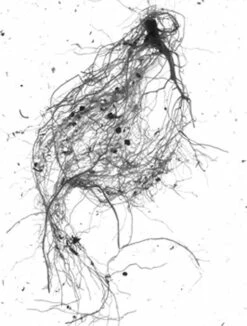 GrowLab® Compact Tabletop Light Garden With Classroom Guide -garden Sales Store gstrootscan 01