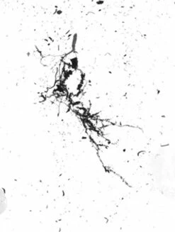 GrowLab® Compact Tabletop Light Garden With Classroom Guide -garden Sales Store gstrootscan 02